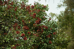 Heteropterys brachiata