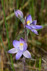 Thelymitra peniculata