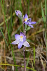 Thelymitra peniculata