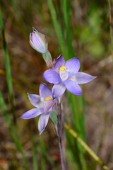 Thelymitra peniculata