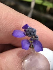 Comesperma calymega