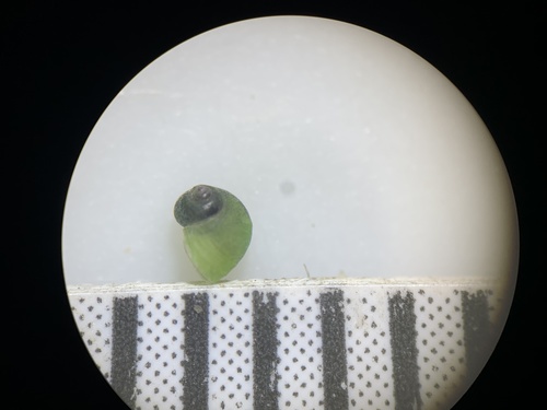 Ash Meadows Pebblesnail