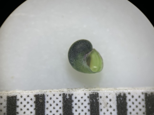 Ash Meadows Pebblesnail