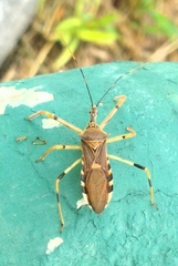 Zelus janus