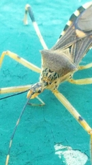 Zelus janus