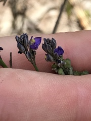 Comesperma calymega