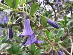 Eriolarynx australis