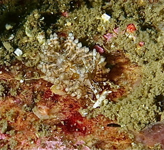 Eubranchus vittatus