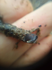 Cerebratulus macrostomus