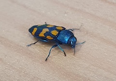 Castiarina flavopicta