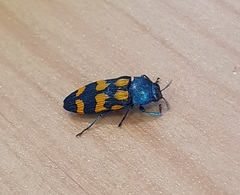 Castiarina flavopicta