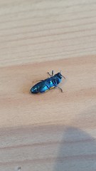 Castiarina flavopicta