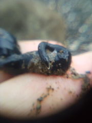 Cerebratulus macrostomus