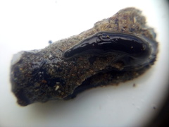 Cerebratulus macrostomus