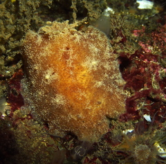 Geitodoris planata