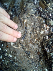 Cerebratulus macrostomus