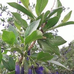 Eriolarynx australis