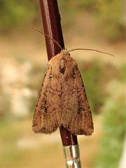 Euxoa ochrogaster