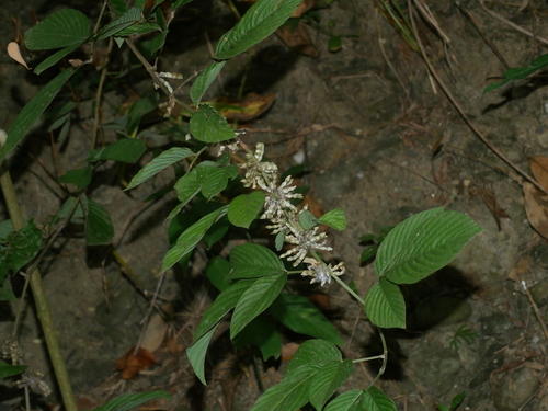 Image of Dendrolobium triangulare by (c) Jacy Chen, some rights reserved (CC BY)