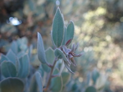 Arctostaphylos canescens sonomensis