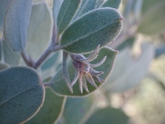 Arctostaphylos canescens sonomensis