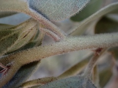Arctostaphylos canescens sonomensis