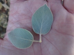 Arctostaphylos canescens sonomensis