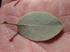 Arctostaphylos canescens sonomensis