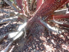 Arctostaphylos canescens sonomensis