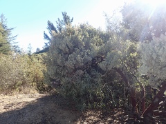 Arctostaphylos canescens sonomensis