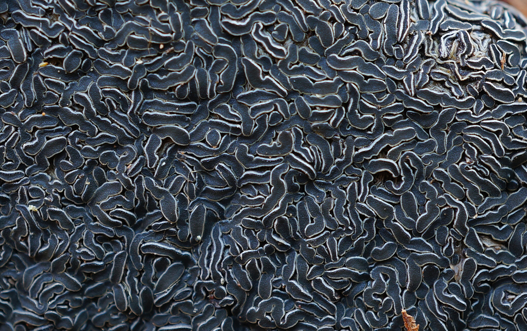 Rhytismataceae