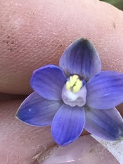 Thelymitra holmesii