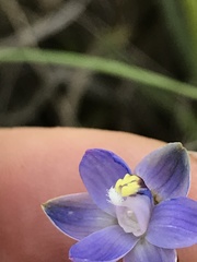 Thelymitra holmesii