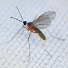 Asphondyliini