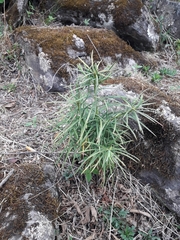Podocarpus parlatorei