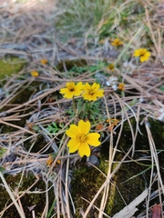 Bidens anthemoides
