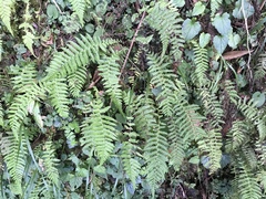 Amauropelta beddomei