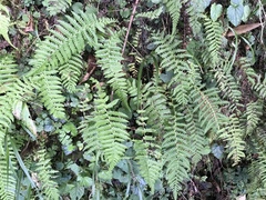 Amauropelta beddomei