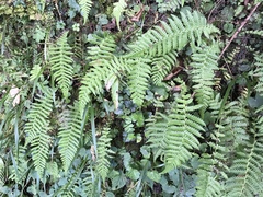 Amauropelta beddomei