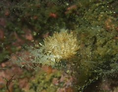 Eubranchus vittatus
