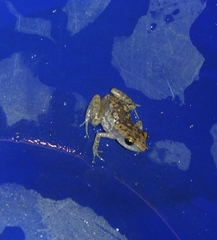 Eleutherodactylus modestus