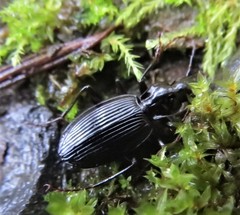 Platynus ovipennis