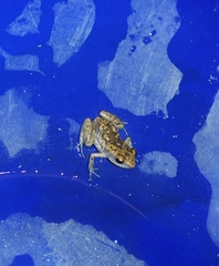 Eleutherodactylus modestus