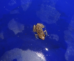 Eleutherodactylus modestus