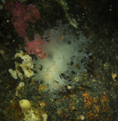 Dendronotus lacteus