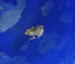 Eleutherodactylus modestus