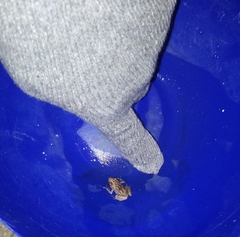 Eleutherodactylus modestus