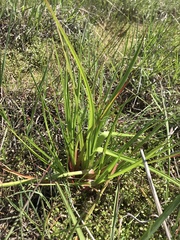 Juncus planifolius