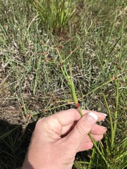 Juncus planifolius