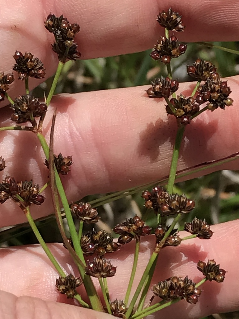 Picking Rushes rushes from Wyles Creek Track, Cranbourne, VIC, AU on November 16, 2020 ...